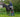 Red Gorilla Launches the Step Up: A Game-Changer for Horse Owners - Red Gorilla - UK