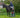 RED GORILLA LAUNCHES THE ‘STEP UP’ A GAME-CHANGER FOR HORSE OWNERS - Red Gorilla - UK